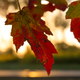 Illustration for article titled 76 Stunning Photos Of Fall Leaves